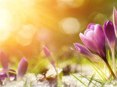 75 Spring Quotes—First Day of Spring 2025 