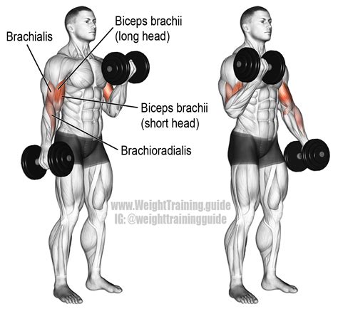Programme d'exercices de base des biceps avec les curls et ses dérivés ...
