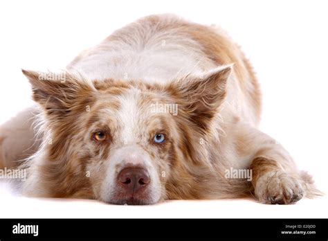 border collie sheepdog Stock Photo - Alamy