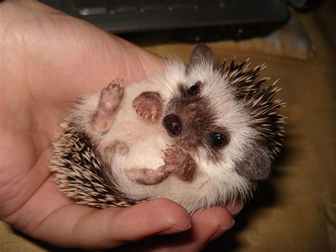 50 Adorable Pics To Celebrate Hedgehog Day | Bored Panda