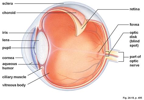 anterior chamber