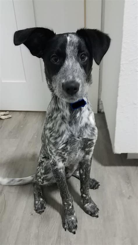 Here’s my Brittany/Blue Heeler Sawyer : r/BrittanySpaniel