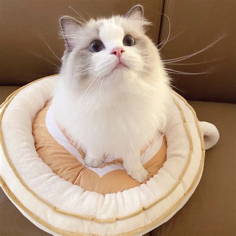 25+ Funny Novelty Cat Beds Guaranteed to Make You LOL - Whiskers Magoo