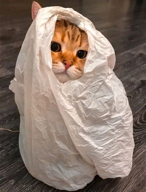 Котик выглядывает из пакета & Кошки в пакетах & Фото | МУРЧИМ.РФ ...