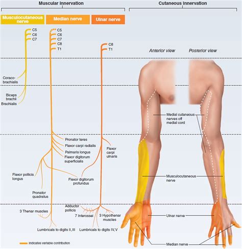 Brachial Plexus Injury - At Birth, Causes, Symptoms & Treatment