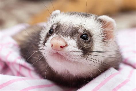 Very Cute Exotic Animals