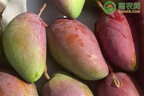 芒果上市时间和品种 - 惠农网