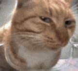 cat memes gifs tenor