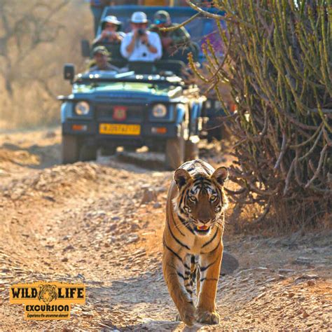 Pench National Park, Pench Safari Booking - Wildlife