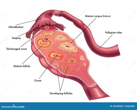 Ovary stock photo. Image of woman, follicle, estrogen - 35248260