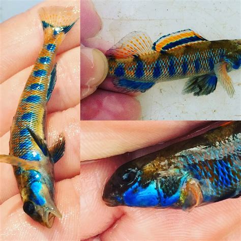 Blue sided Darter (breeding male), pollution sensitive species : r/pics