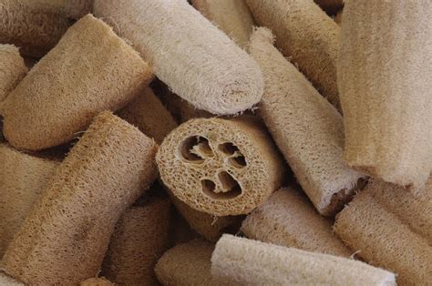 Luffa - Was ist Luffa und wozu kann ich das nutzen?