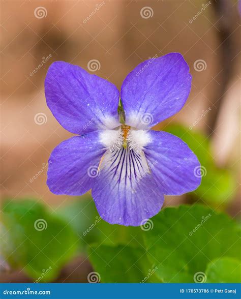 Violet Flower In The Garden Royalty-Free Stock Photography ...