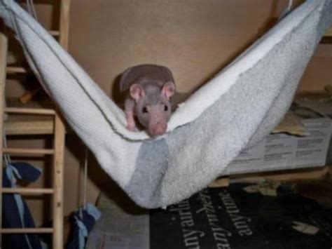 Pet Rat Toys: Homemade Toys for Pet Rats and Other Pocket Pets | HubPages