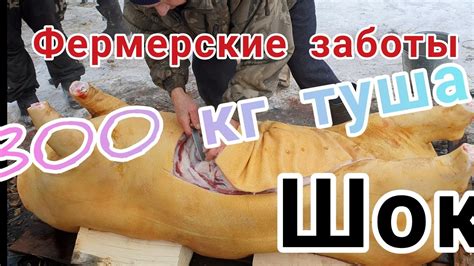 От веса туши мы в шоке// забой свиньи//огромная туша свиньи//Самые ...