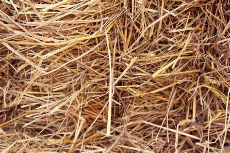 Straw stock photo. Image of outdoor, farm, straw, golden - 13650398