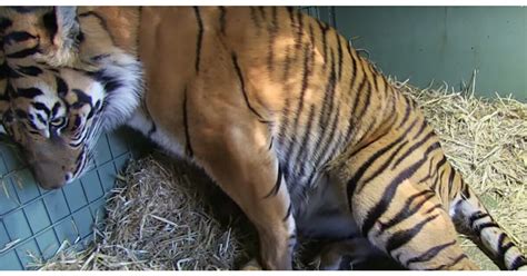 Tiger mom gives birth to two cubs in incredible footage going viral