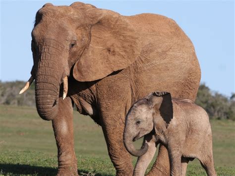 [Animals]Elephant - Some information about this animal and his life ...