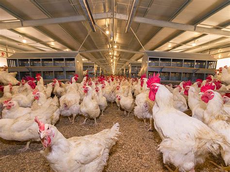 Smart poultry farming equates with long-term profitability – Asian Agribiz