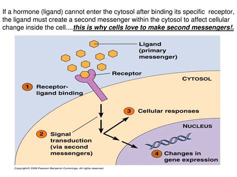 PPT - Intracellular Cellular Communication by Second Messengers: A Comprehensive Study