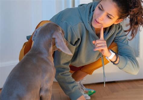 how to get rid of puppy pee smell