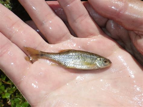 Oregon chub in the hand | FWS.gov