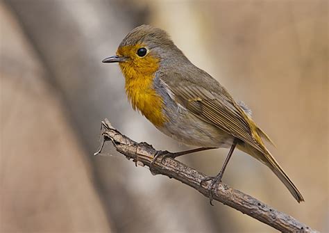 Маленькая серая птичка с желтой грудкой (26 фото) - красивые фото и ...