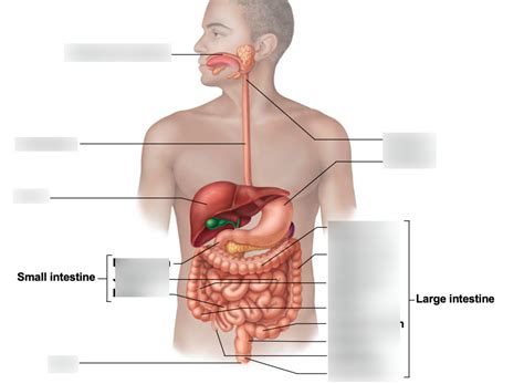 digestive tract Diagram | Quizlet