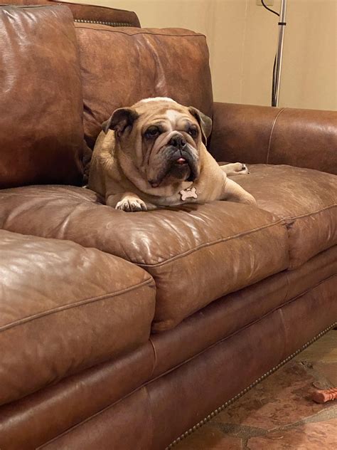 I’m Moe and while I don’t always claw the furniture, when I do, I claw Dad’s expensive leather