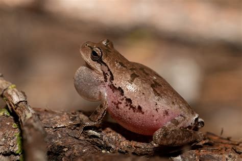 Pine Woods Treefrog | South Carolina Partners in Amphibian and Reptile