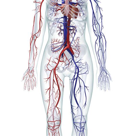 Circulatory System Wallpapers - Wallpaper Cave