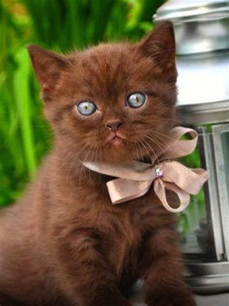 Fluffy Brown Cat