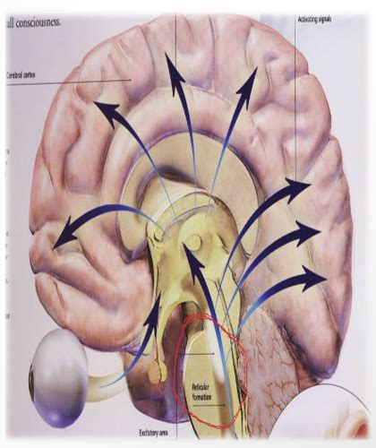 Reticular Formation Flashcards | Quizlet