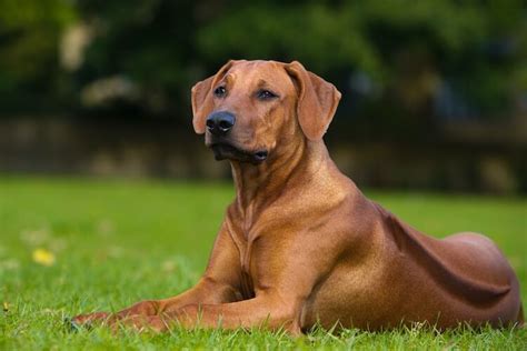 How Much Do Rhodesian Ridgeback Puppies Cost