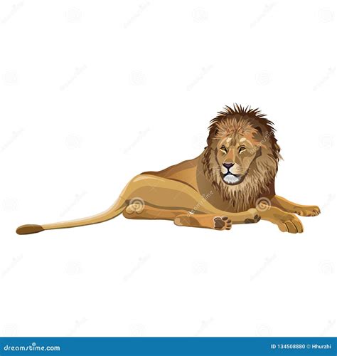 African lion lying stock vector. Illustration of hunting - 134508880