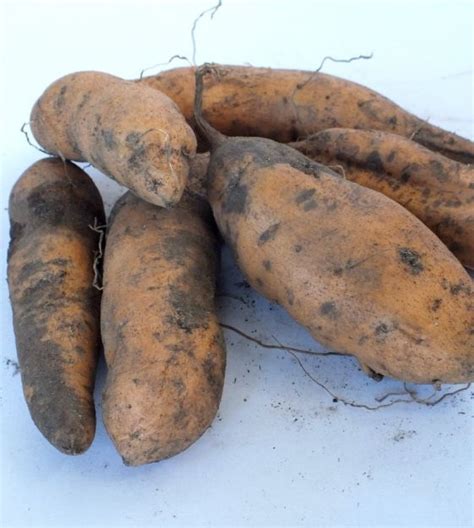 Vardaman Sweet Potato | John Scheepers Kitchen Garden Seeds