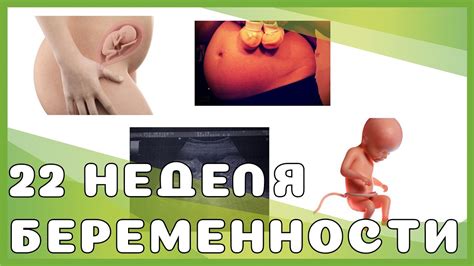22 неделя беременности: изменения у мамы и малыша, выделения, секс ...