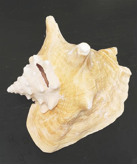 Conch Shell 6-8" - Biologyproducts.com