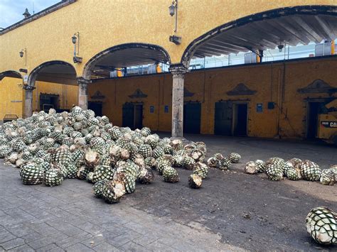 El Agave, un raudal azaroso - Proyecto Metropolitano ZMG