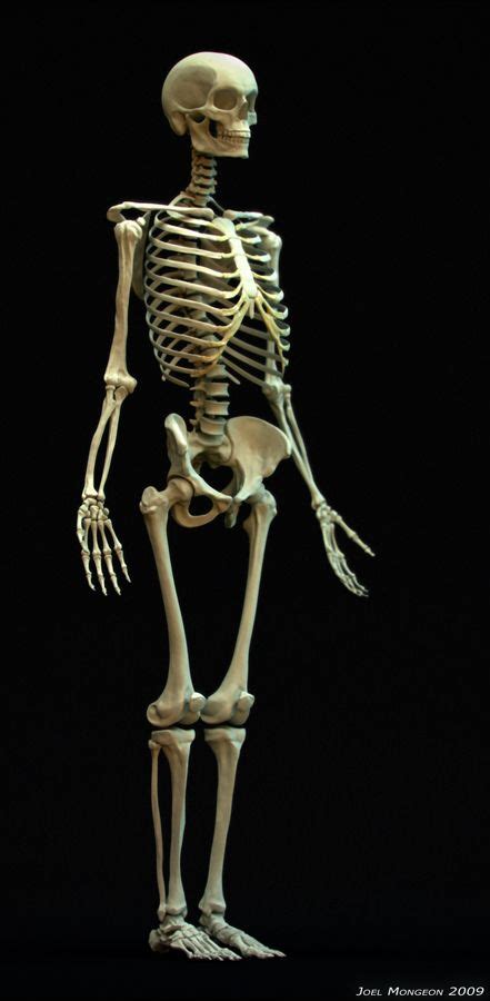 images  skeleton  pinterest real skull close