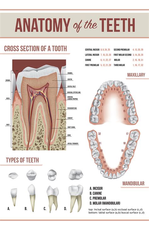 Tooth Anatomy Poster :: Behance