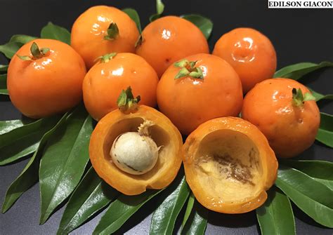 Frutas Do Nordeste Amarela - Fruta Do Nordeste Amarela - FDPLEARN