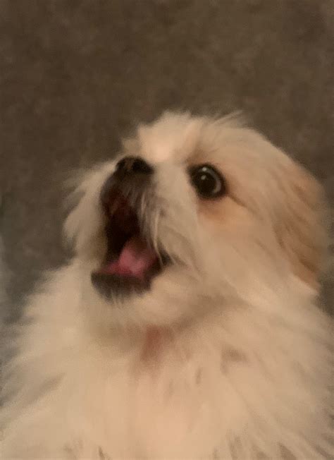 You might be shocked by what is a knot on a dog actually indicating 5