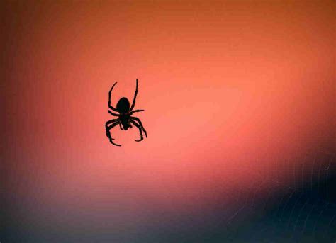 Fear Of Spiders Phobia Treatment With Hypnosis & CBT In Cork