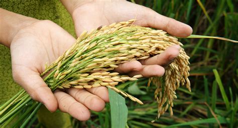 training workshop   sufficiency food security  agricultural