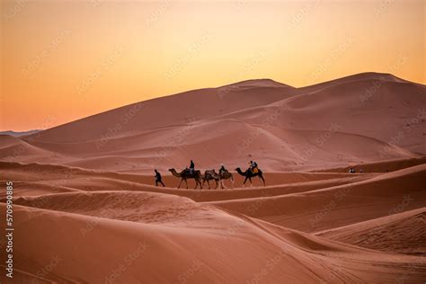 sahara desert landscape natur camel sunset camel Stock Photo | Adobe Stock