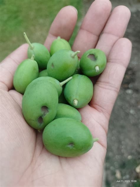 Plum damage - Rot or insect? - General Fruit Growing - Growing Fruit