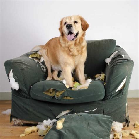 how to make your dog stop chewing furniture