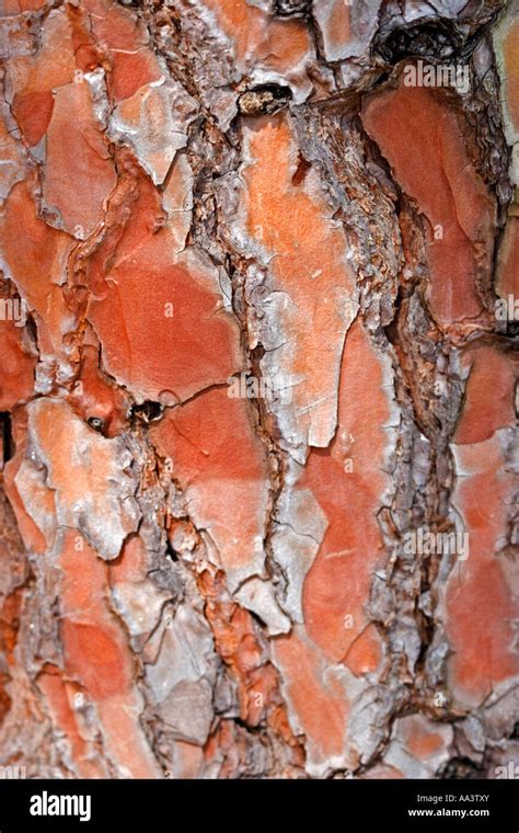 trunk   pine tree australia stock photo alamy