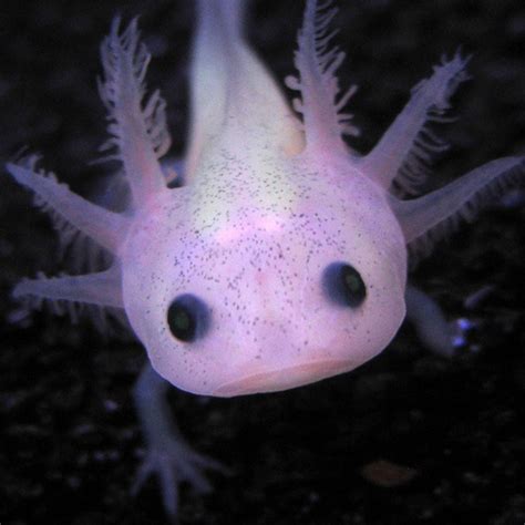 Axolotl c: